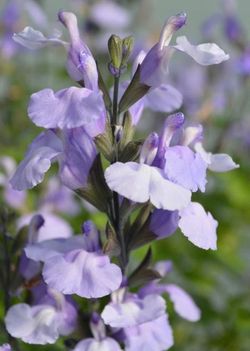 So Cool Pale Blue Salvia, Littleleaf Sage, Salvia 'So Cool Pale Blue' (S. microphylla hybrid)